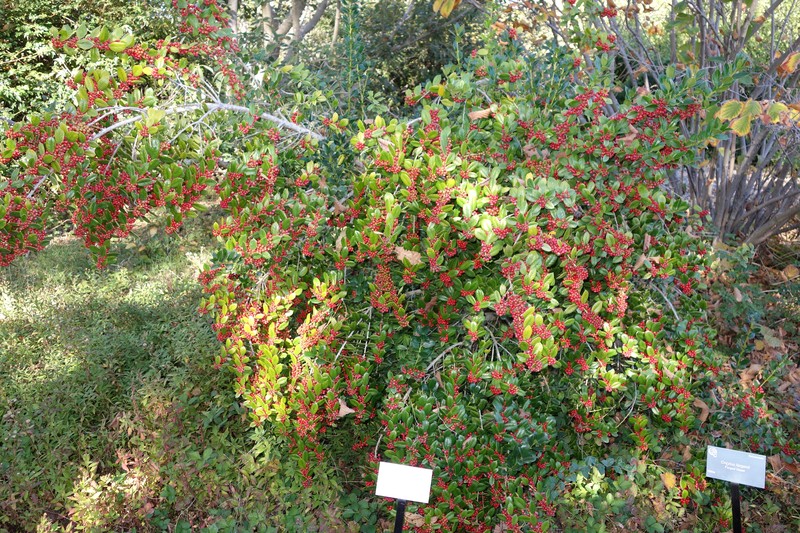 Ilex dimorphophylla