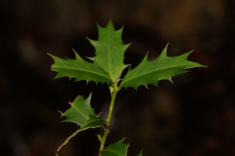 Ilex dimorphophylla photo 2