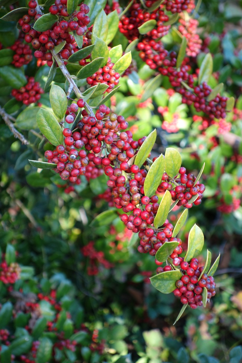 Ilex dimorphophylla photo 3