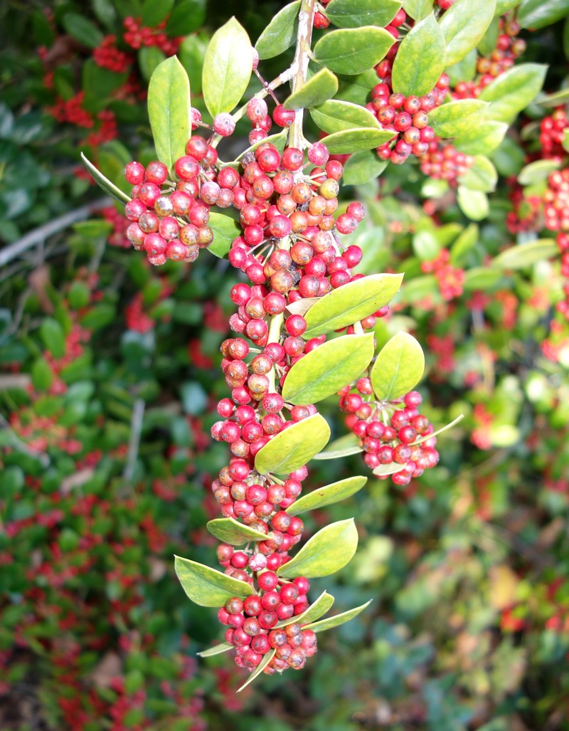 Ilex dimorphophylla photo 4