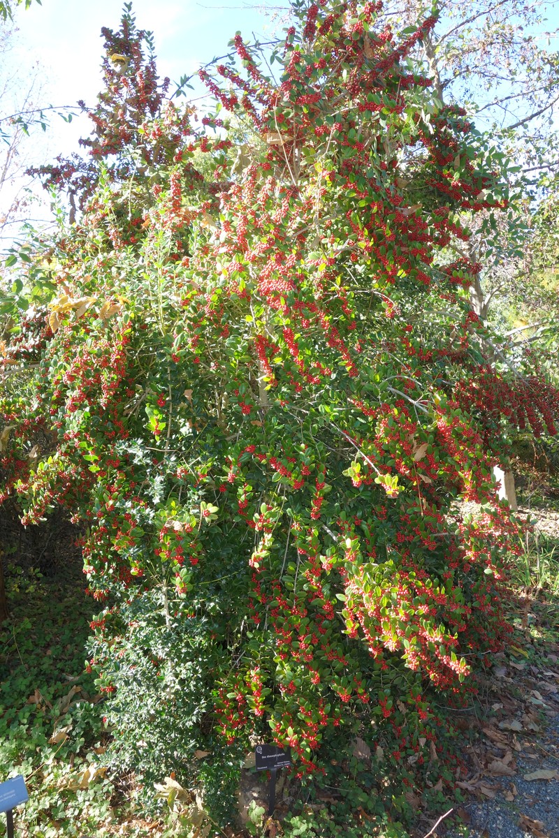 Ilex dimorphophylla photo 5