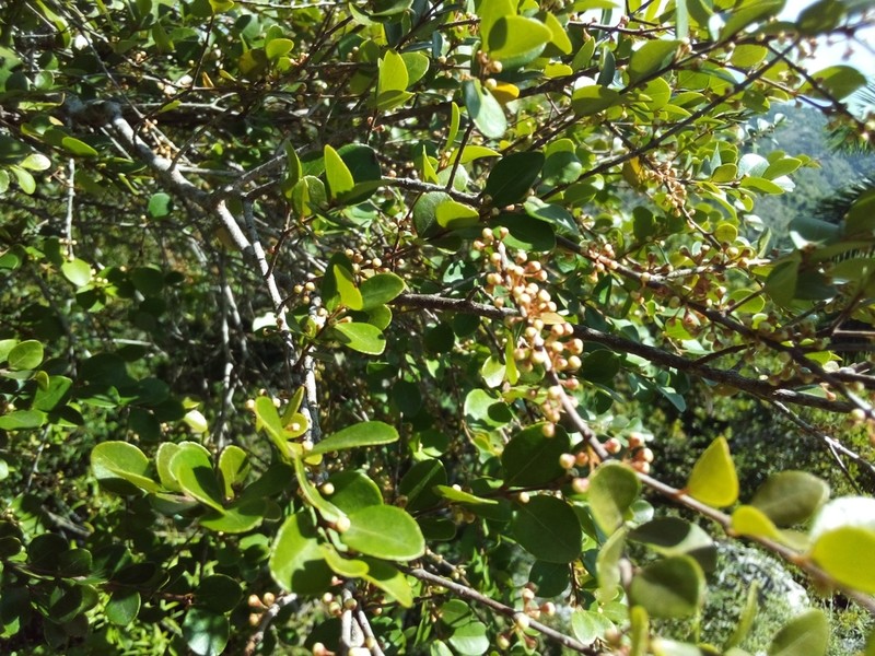 Ilex dioica