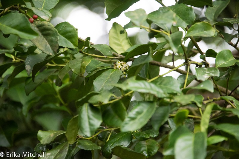 Ilex dioica photo 2