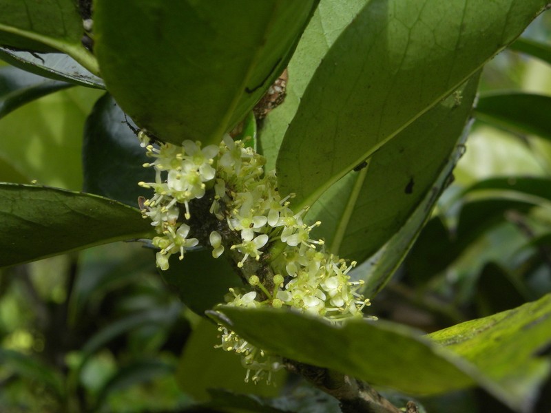 Ilex dioica photo 3
