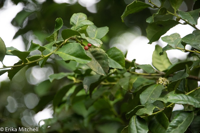 Ilex dioica photo 4