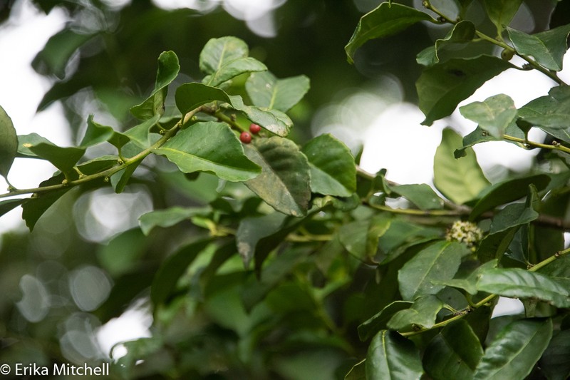 Ilex dioica photo 5