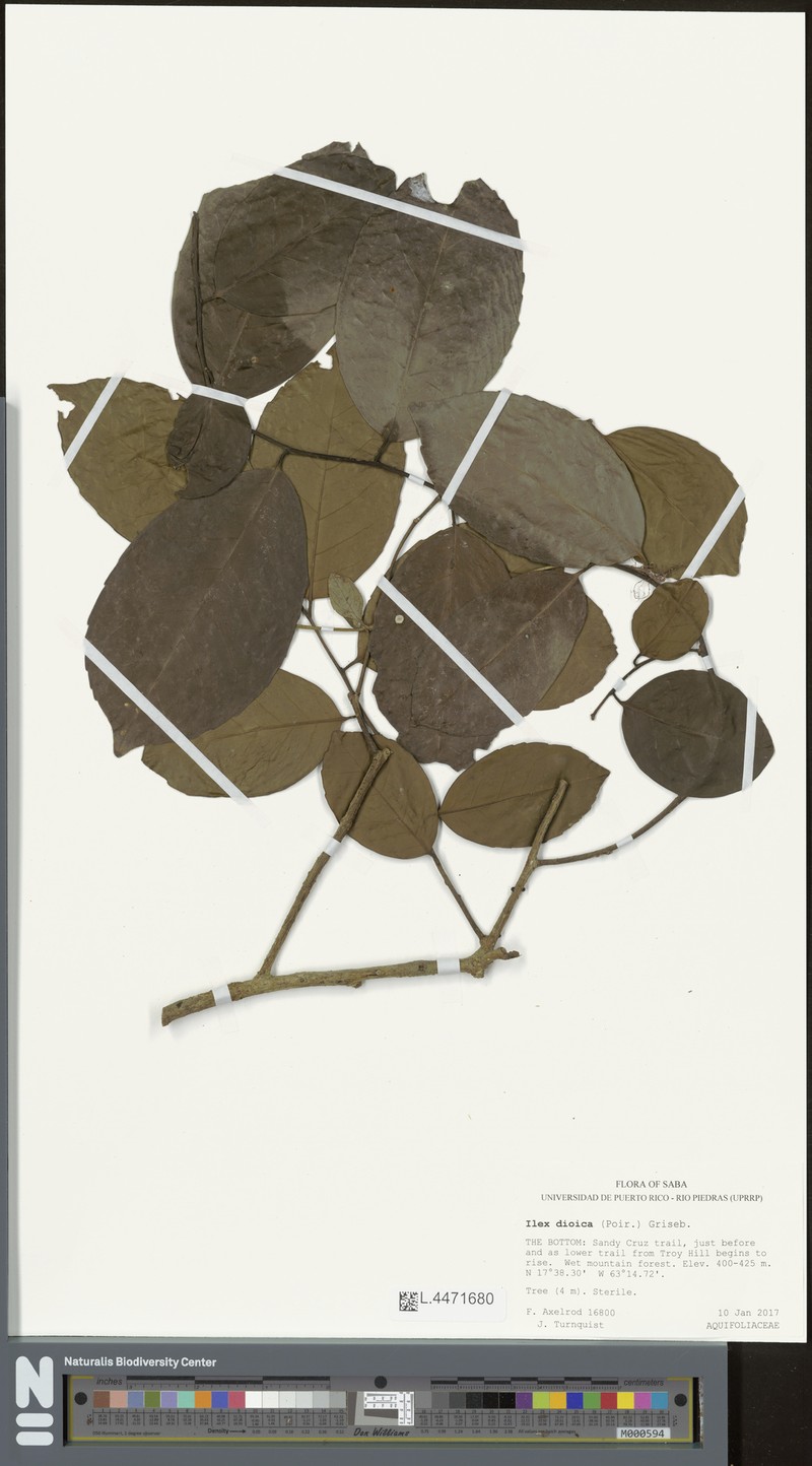 Ilex dioica photo 6