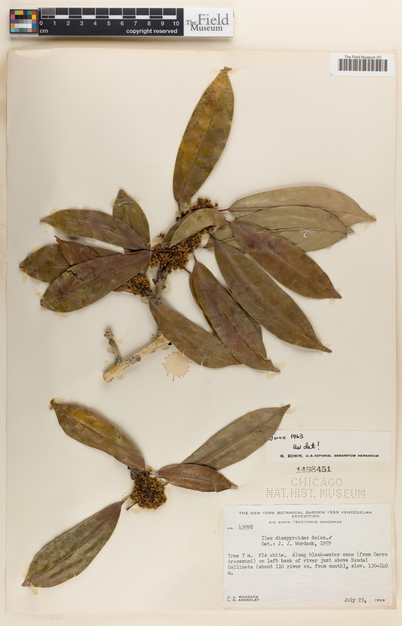 Ilex diospyroides