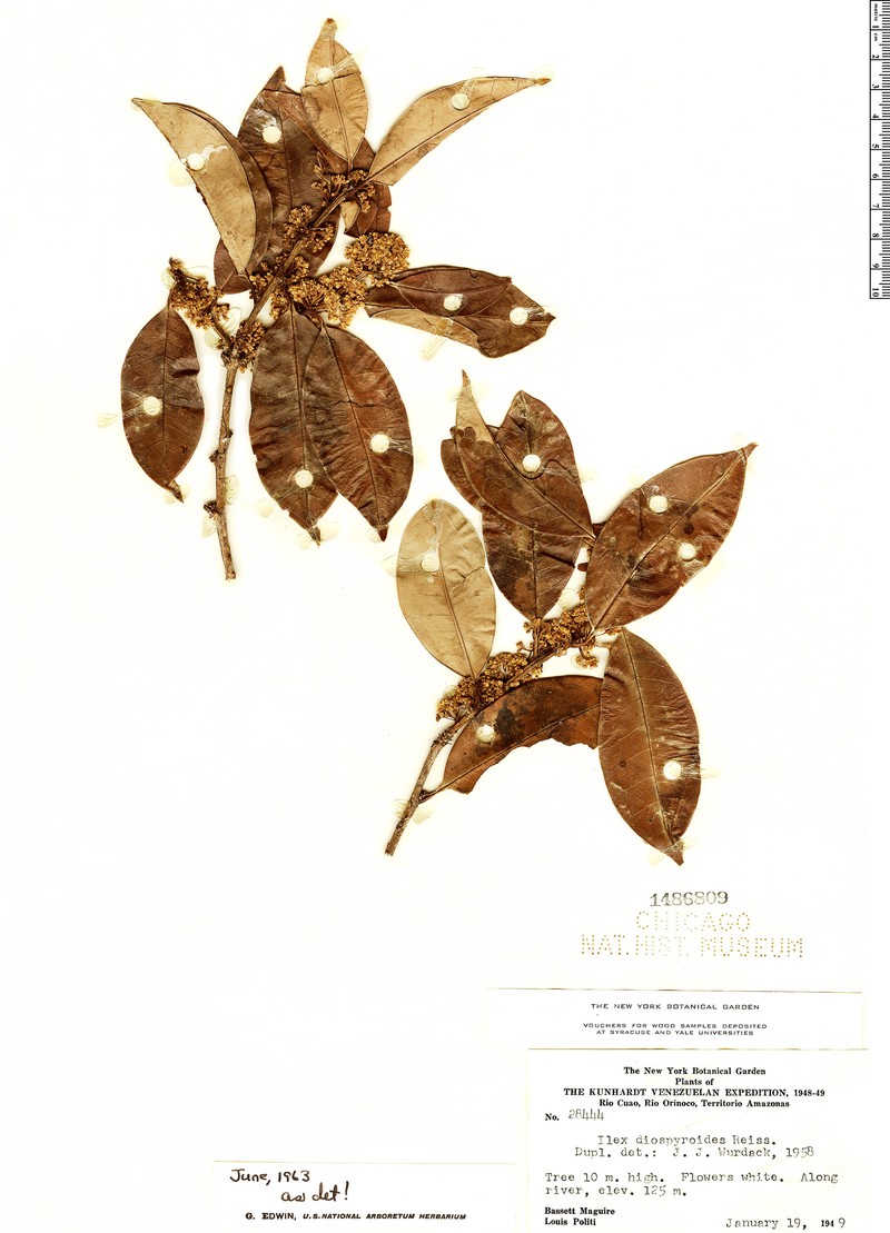 Ilex diospyroides photo 2