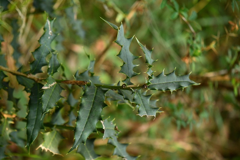 Ilex dipyrena
