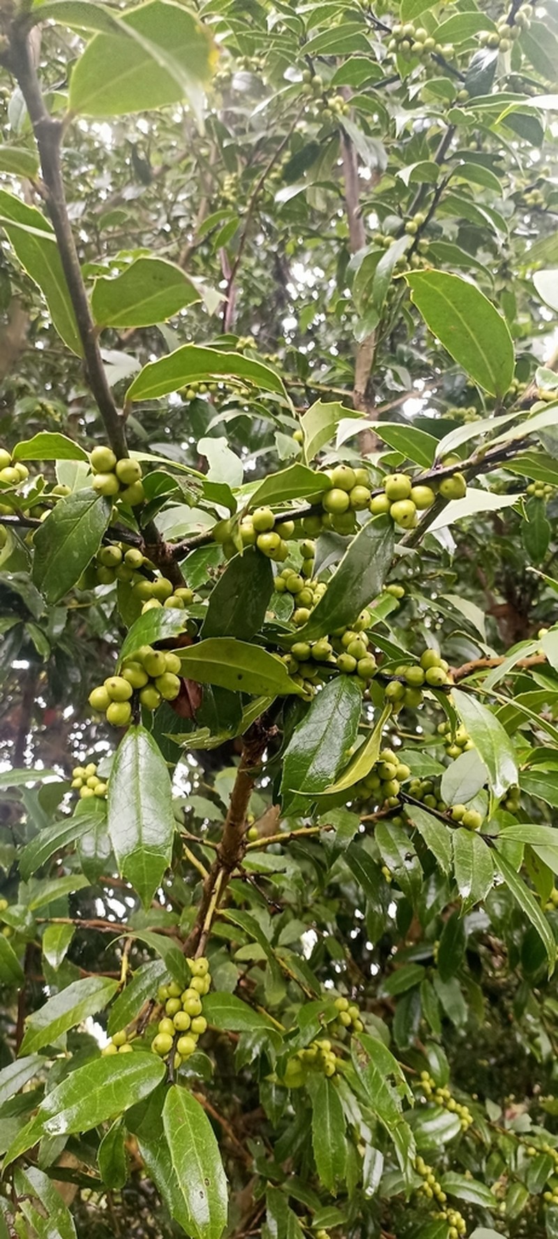 Ilex dipyrena photo 2