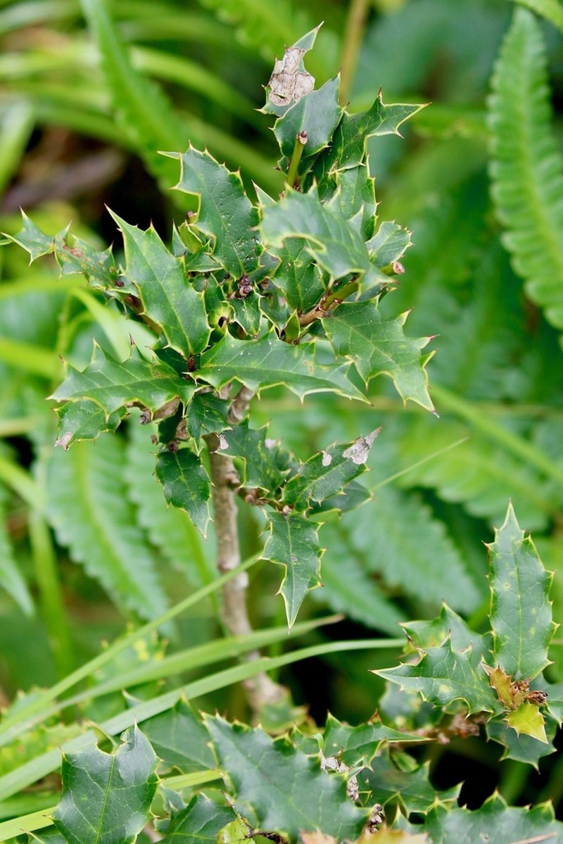 Ilex dipyrena photo 3