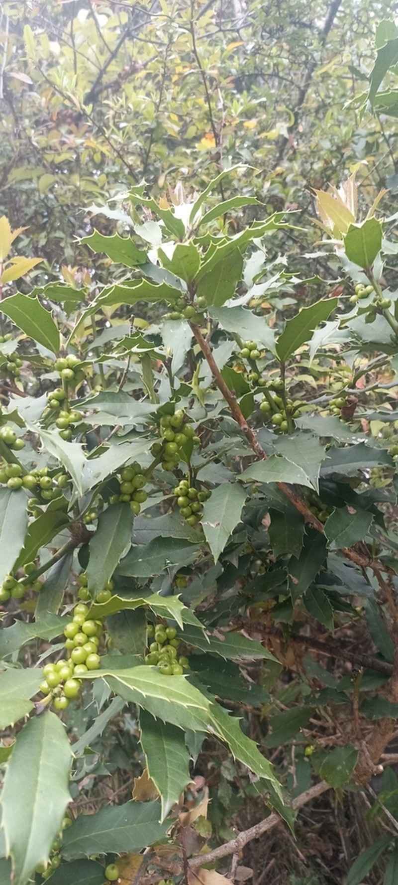 Ilex dipyrena photo 4