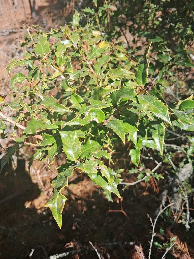 Ilex dipyrena photo 5