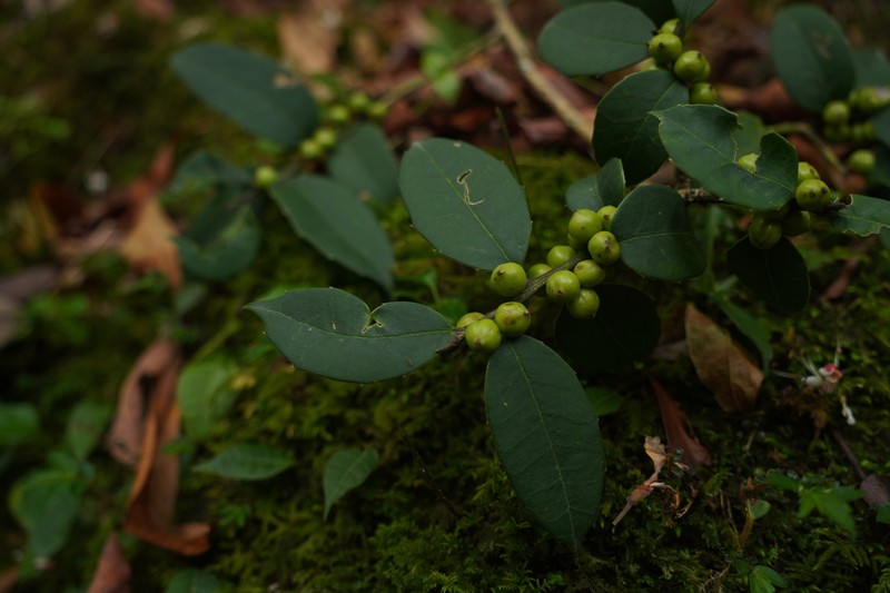 Ilex dipyrena photo 6