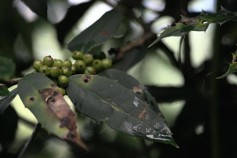Ilex dipyrena photo 7