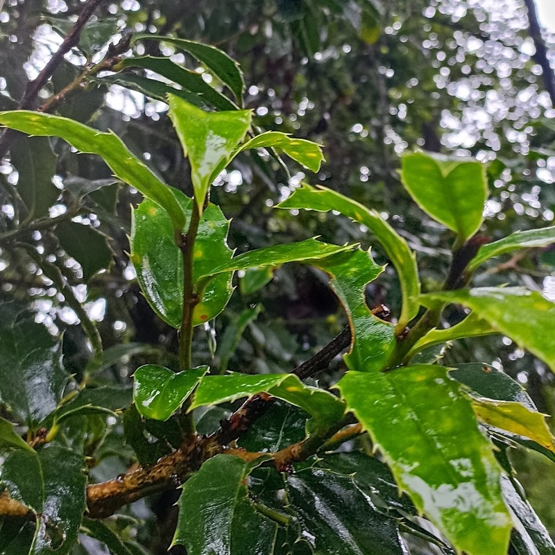 Ilex dipyrena photo 8