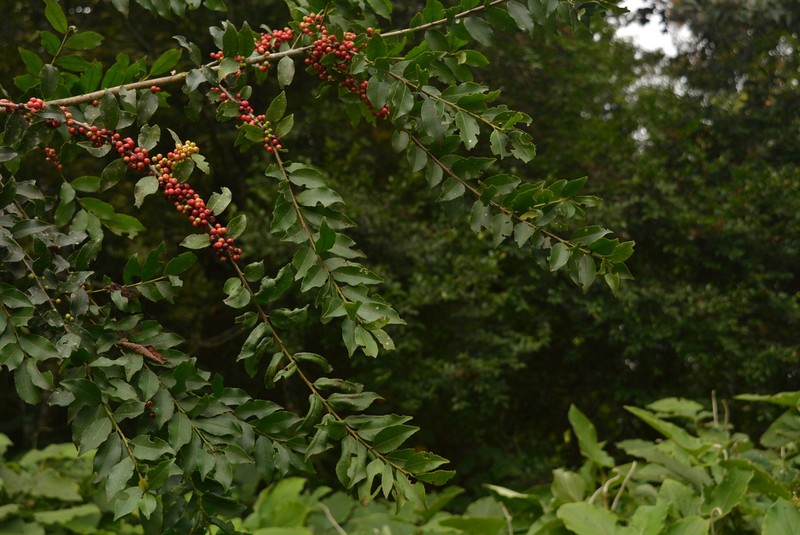 Ilex discolor