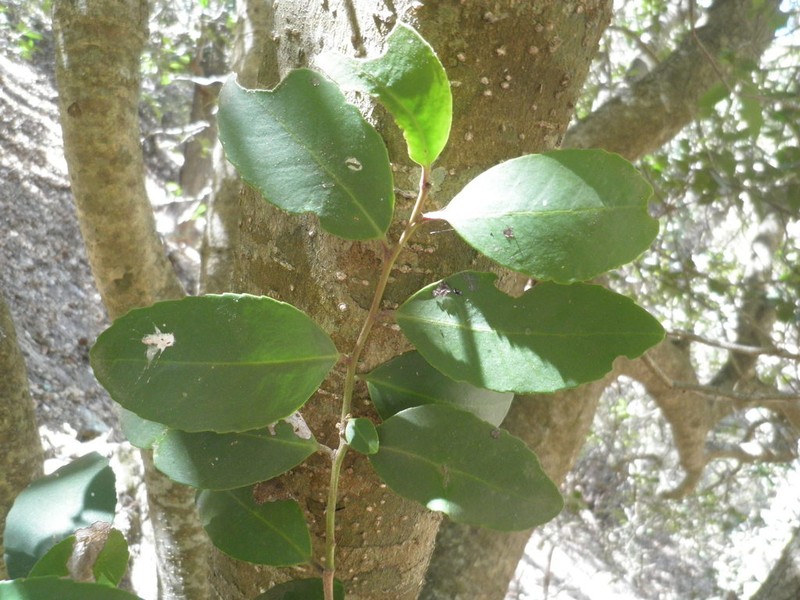 Ilex discolor photo 3