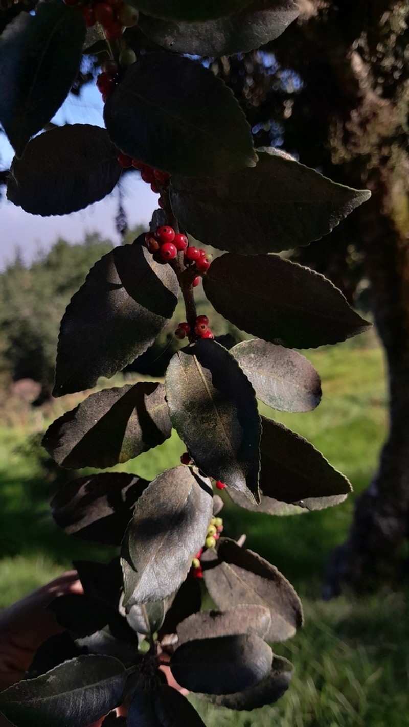 Ilex discolor photo 4