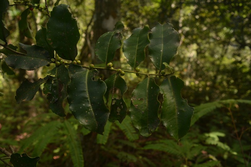 Ilex discolor photo 5