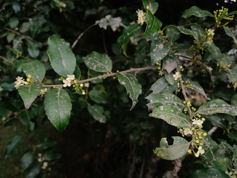 Ilex discolor photo 6