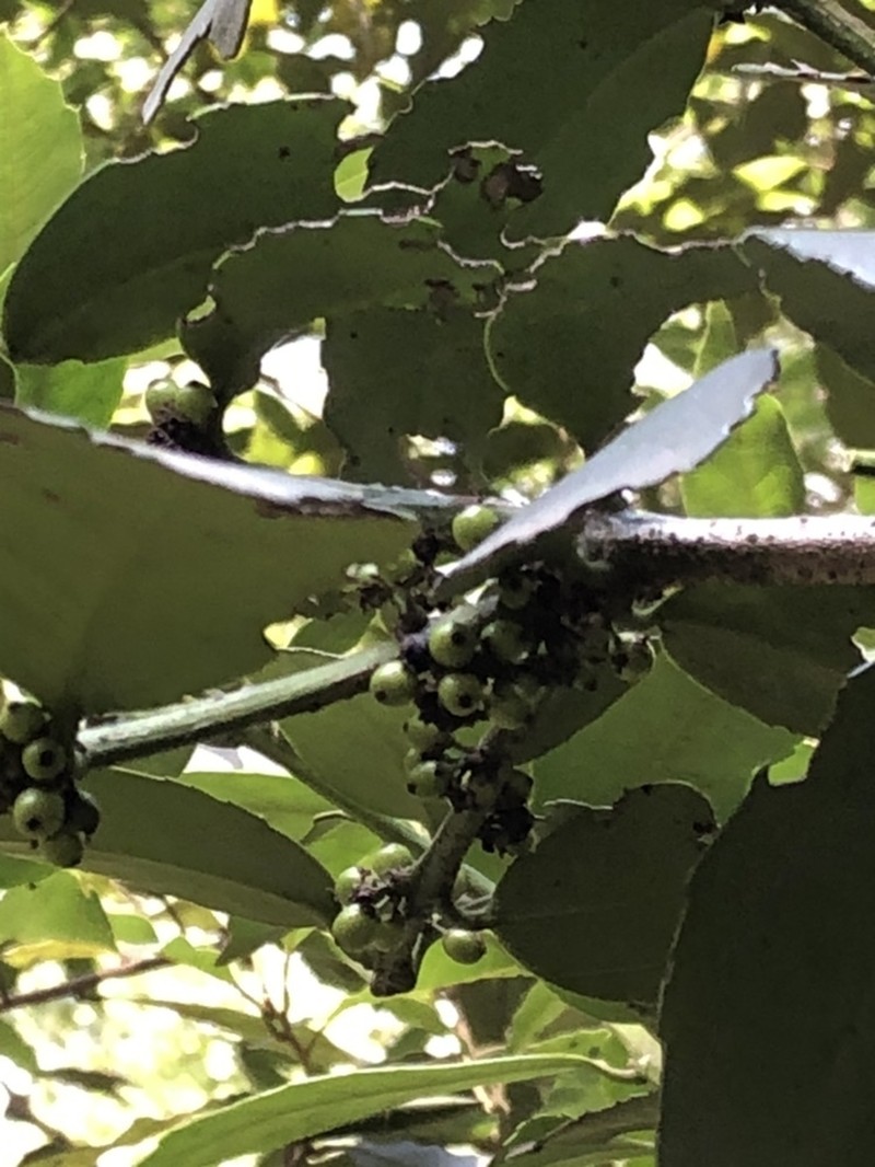 Ilex discolor photo 7