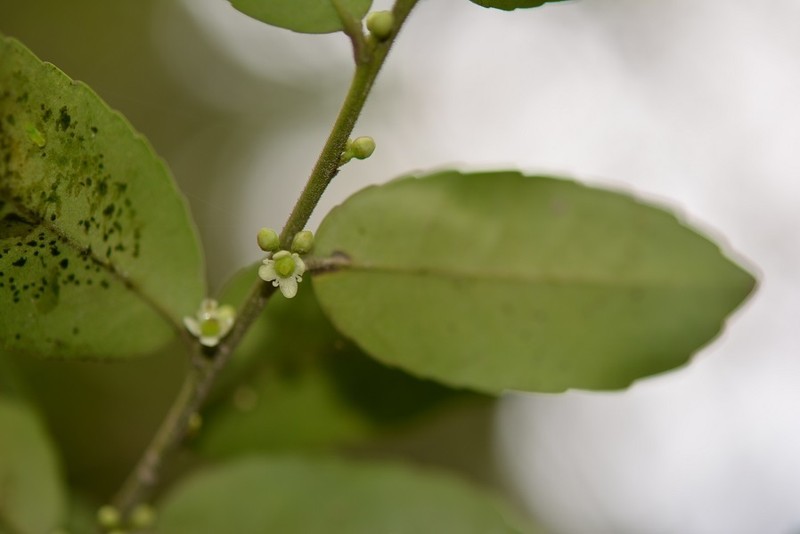 Ilex discolor photo 8