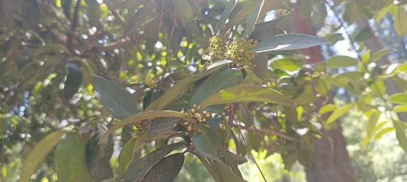 Ilex discolor var. tolucana
