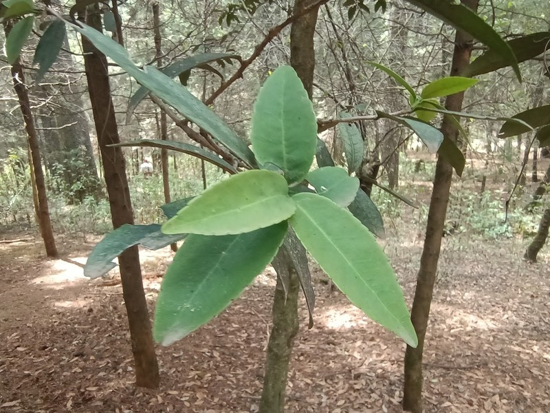 Ilex discolor var. tolucana photo 2