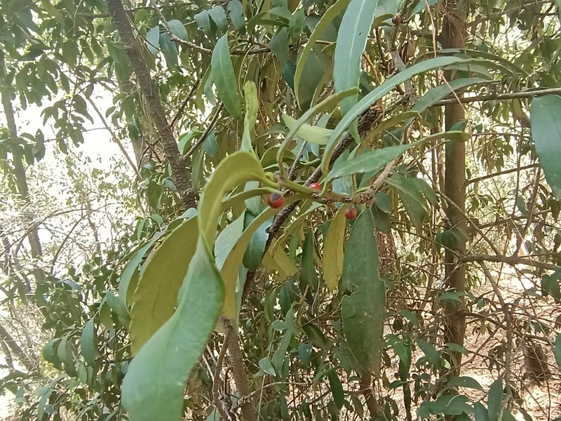 Ilex discolor var. tolucana photo 3