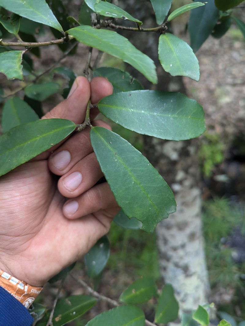 Ilex discolor var. tolucana photo 4