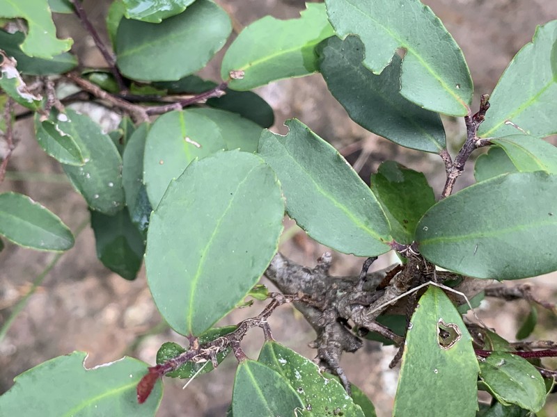 Ilex discolor var. tolucana photo 6
