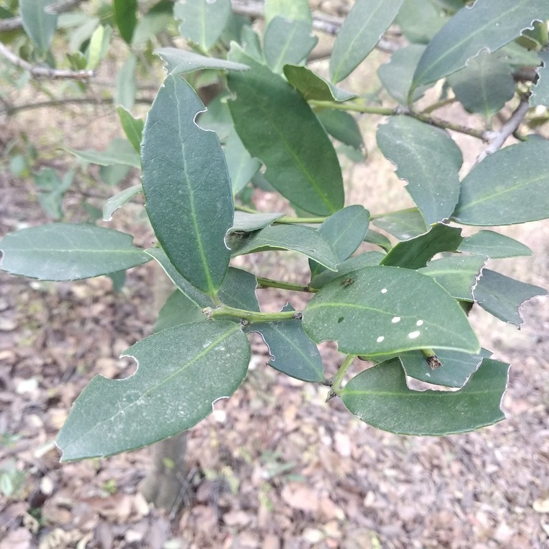 Ilex discolor var. tolucana photo 7
