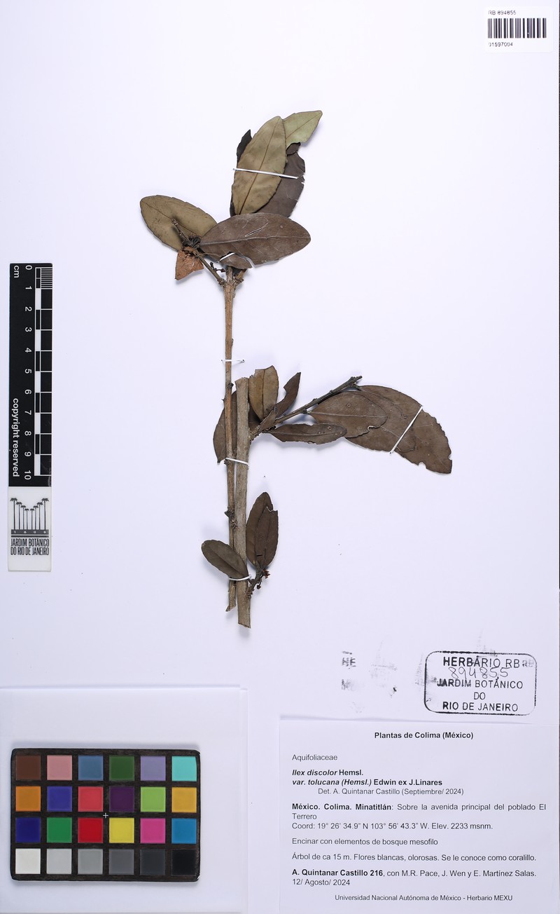 Ilex discolor var. tolucana photo 8