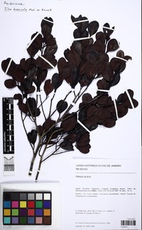 Ilex divaricata