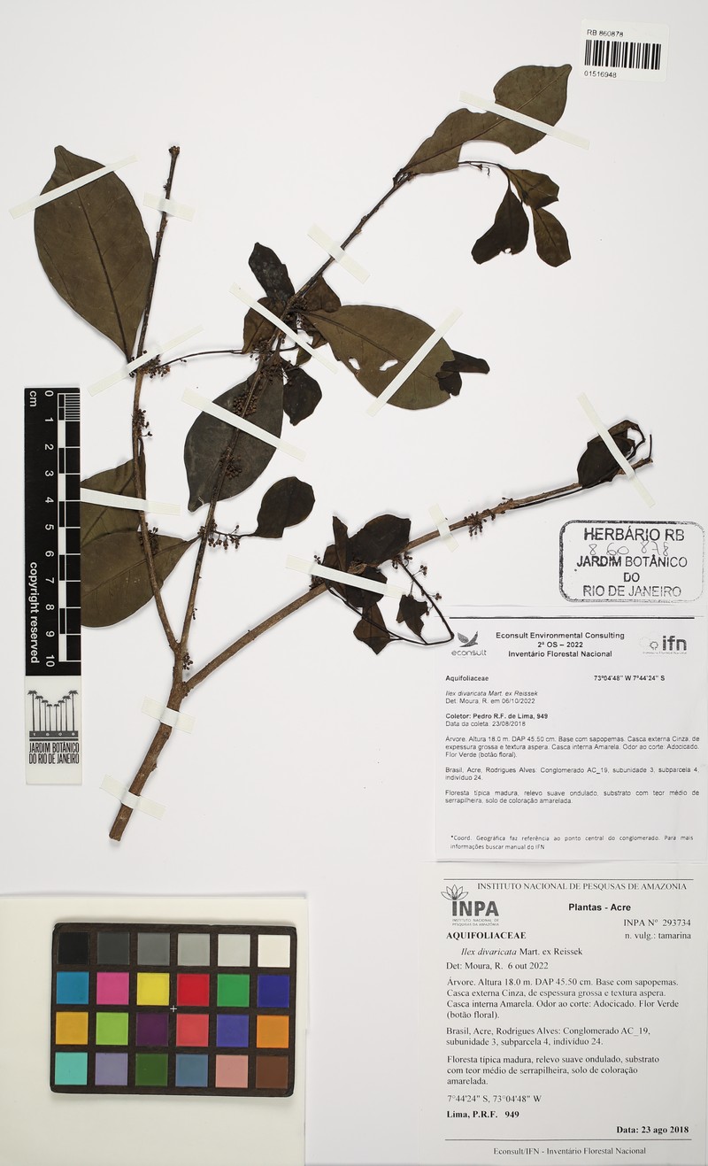 Ilex divaricata photo 2