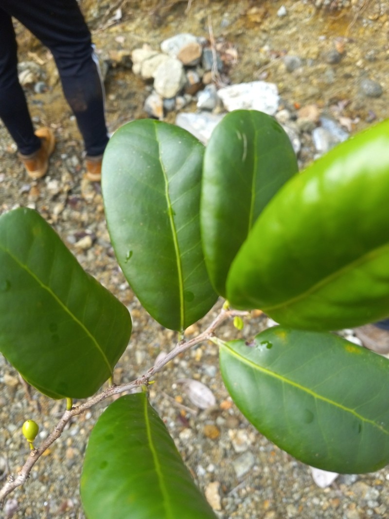 Ilex duarteensis