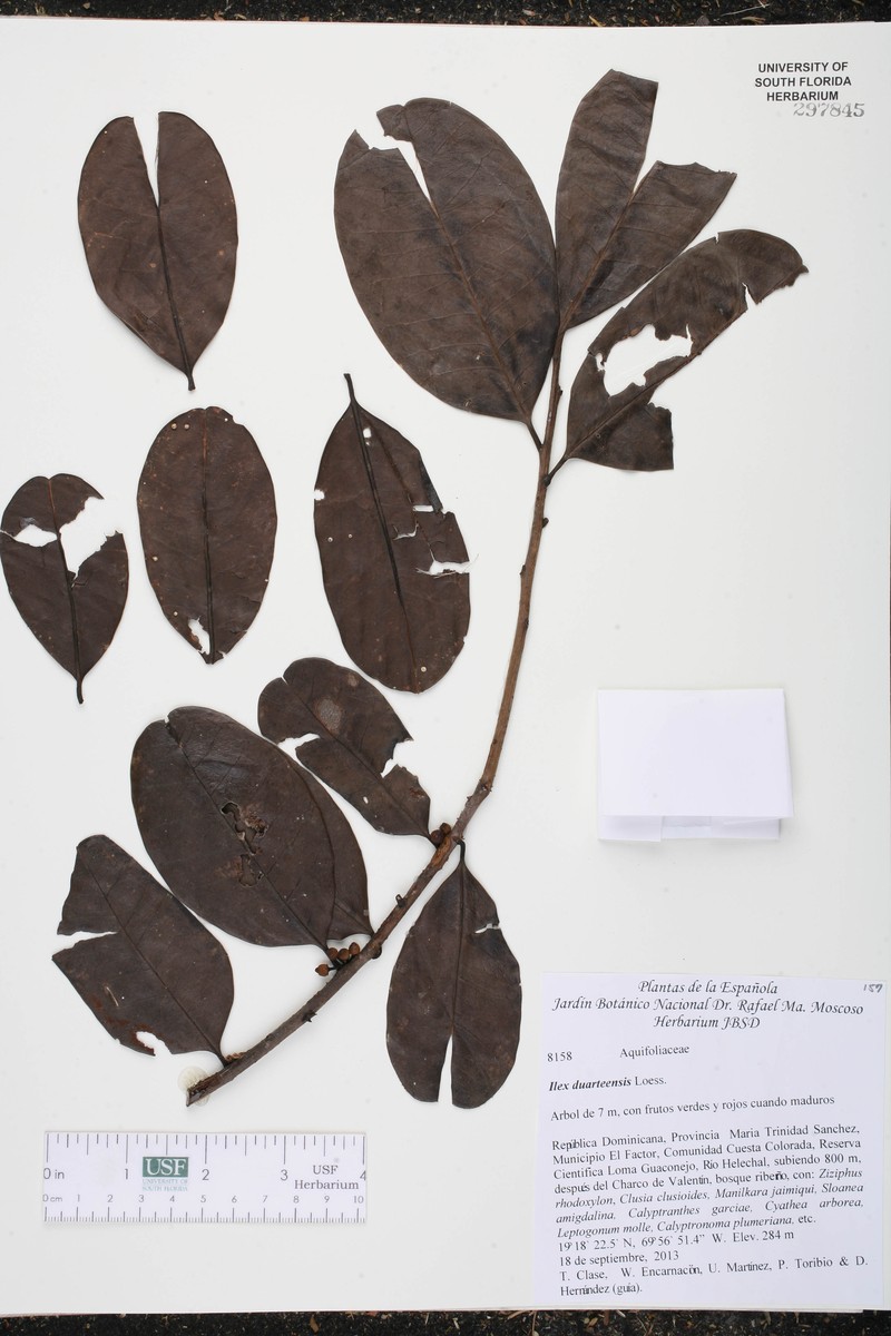 Ilex duarteensis photo 2