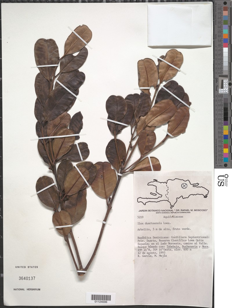 Ilex duarteensis photo 3