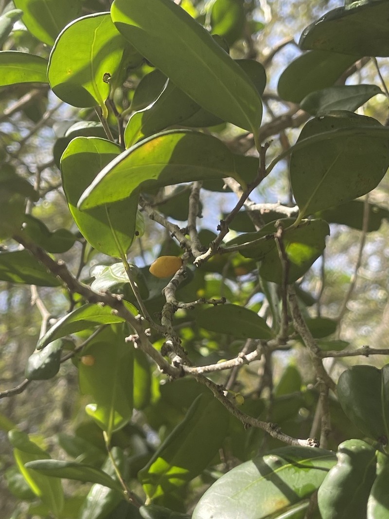 Ilex duarteensis photo 4