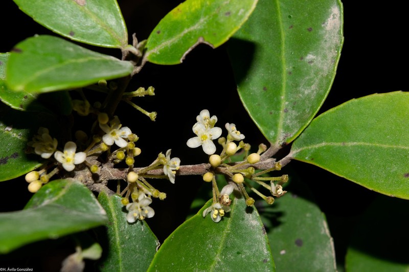 Ilex dugesii