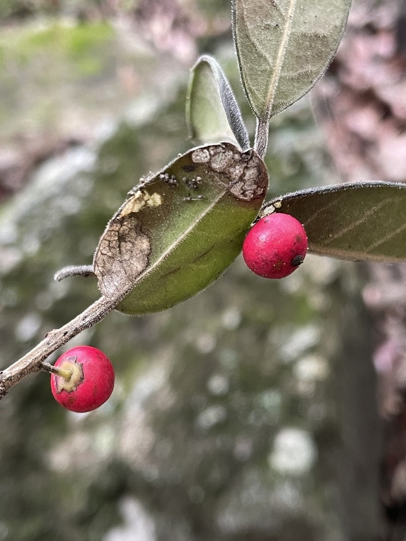 Ilex dugesii photo 2
