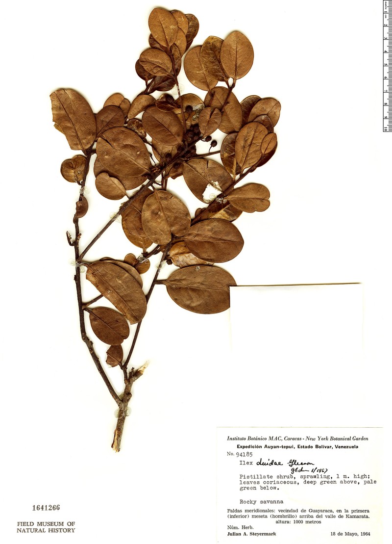 Ilex duidae