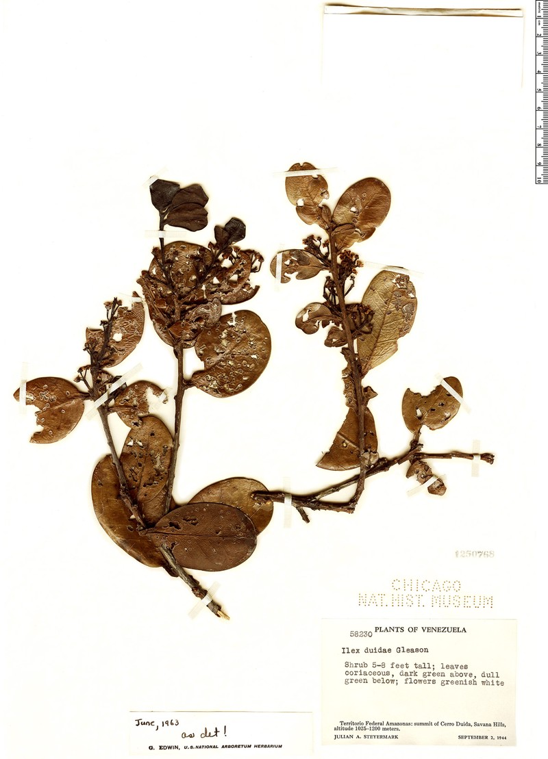 Ilex duidae photo 2