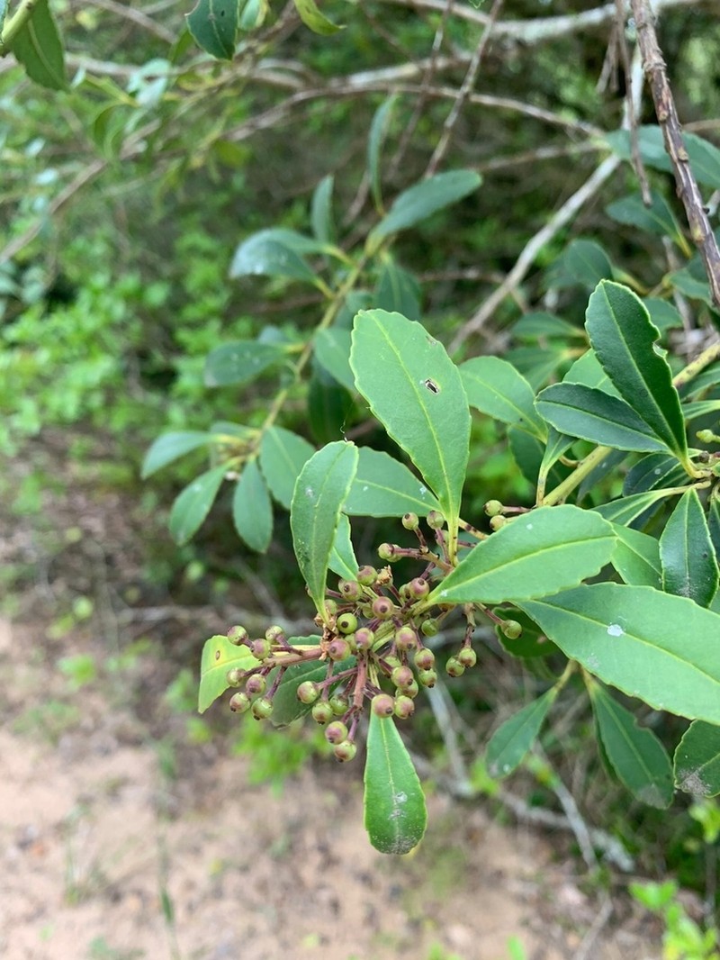 Ilex dumosa