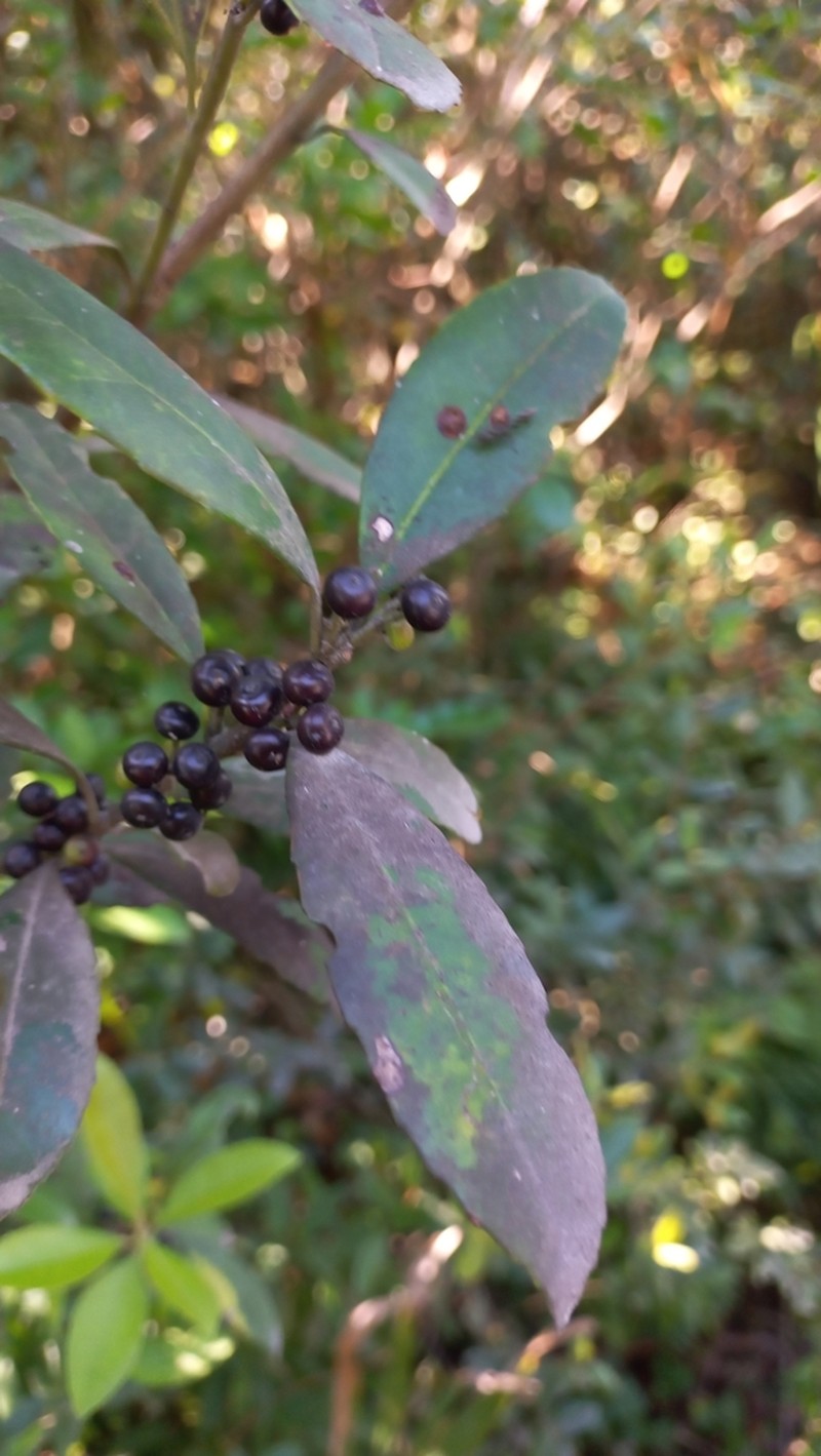 Ilex dumosa photo 2