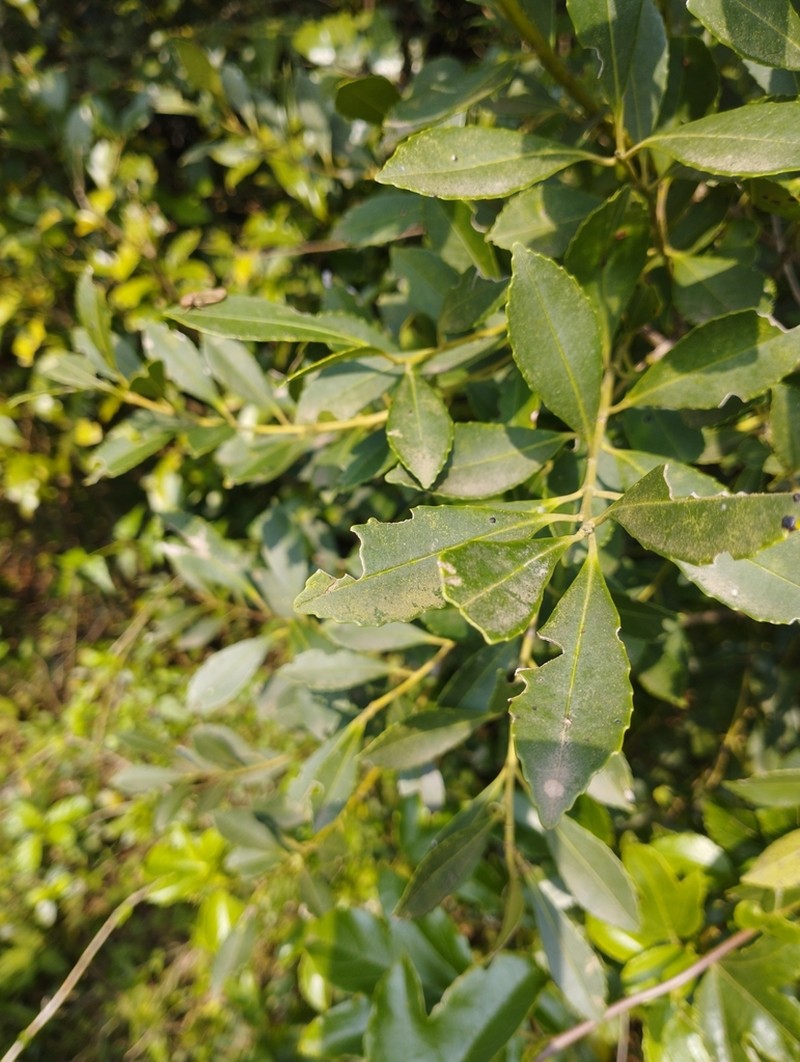 Ilex dumosa photo 3