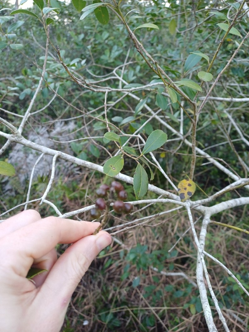 Ilex dumosa photo 4