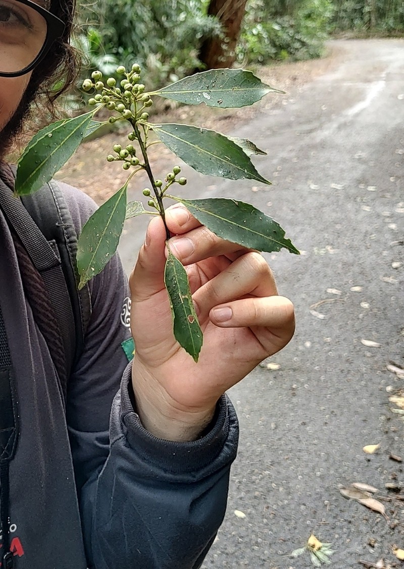 Ilex dumosa photo 5